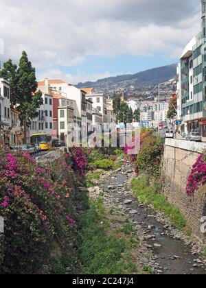 des fleurs colorées qui poussent le long des rives d'une vieille rivière longeant une rue de santa luzia funchal à madère Banque D'Images