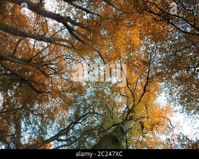 les hêtres d'automne dans de belles couleurs d'automne regardant vers le haut avec le ciel bleu Banque D'Images