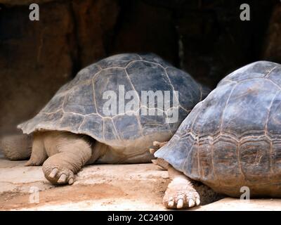 Gros plan au niveau des yeux d'une jambe arrière droite avec les quatre griffes épaisses de deux tortues, visible également une petite partie de la coquille épaisse. Banque D'Images