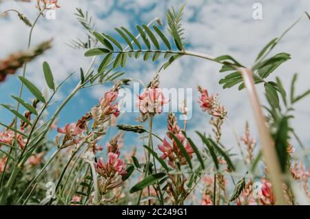 Vue à angle bas des fleurs sauvages, Onobrychis viciifolia, sur un ciel avec des nuages moelleux en arrière-plan Banque D'Images
