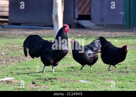 Poulet Australorp dans une ferme au printemps. Banque D'Images