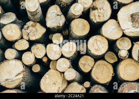 grumes de différents arbres photographiées de la coupe de scie Banque D'Images