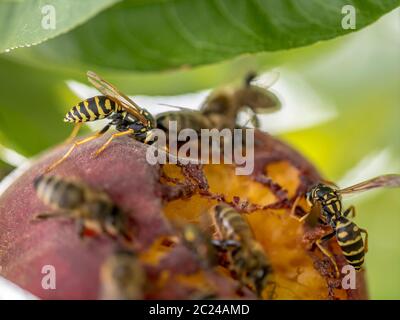 Les abeilles et les guêpes s'asseoir sur une pêche mûre mûrs sur un arbre Banque D'Images