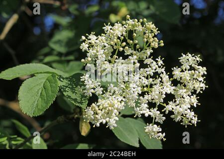 Close up of Elder (Sambucus nigra) Fleurs et feuilles avec un fond sombre floue de feuilles et un peu de ciel bleu. Banque D'Images