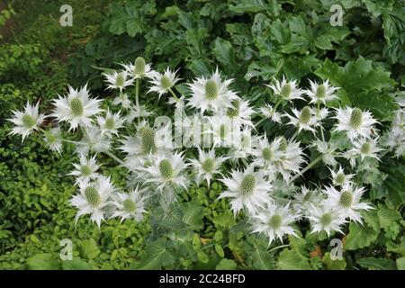 Holly mer ornementales (probablement Eryngium giganteum variété silver ghost) en fleur entouré d'autres plantes. Banque D'Images