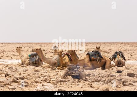 La dépression de Danakil, l'Éthiopie, le 29 AVRIL.2019, Afar man cutting et de l'exploitation minière (dalles briques de sel) dans outils primitifs au désert de sel dans l'depres Danakil Banque D'Images