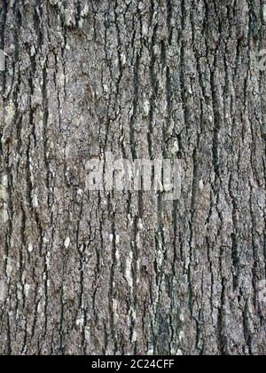 écorce de chêne soyeux du sud de grevillea robusta Banque D'Images
