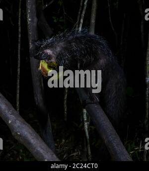 Portrait nocturne de Daubentonia madagascariensis aka Aye-Aye lemur, , Madagascar Banque D'Images