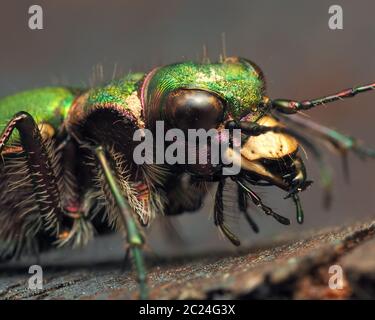 Gros plan de la cicindela campestris (Green Tiger Beetle). Tipperary, Irlande Banque D'Images