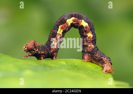 chenille de la motistère d'ombre marbrée (Erannis defoliaria) rampant sur une feuille de chêne. Tipperary, Irlande Banque D'Images