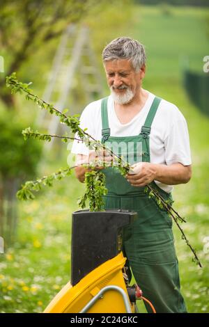 Man dans son jardin jardinage (tons de couleur libre) Banque D'Images