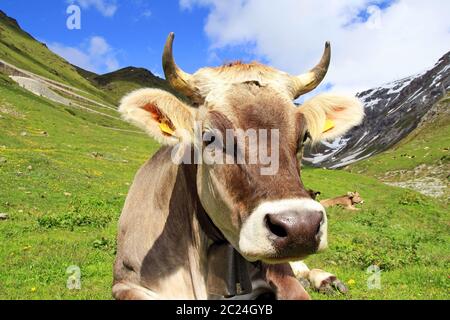 Un joli jeune bétail brun avec des cornes dans les montagnes. Une vache curieuse Banque D'Images