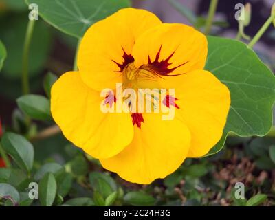 un seul nasturtium jaune en gros plan avec le centre rouge dans un jardin Banque D'Images