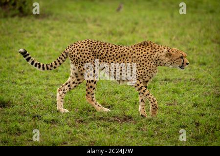 Guépard femelle marche à travers l'herbe à l'ombre Banque D'Images