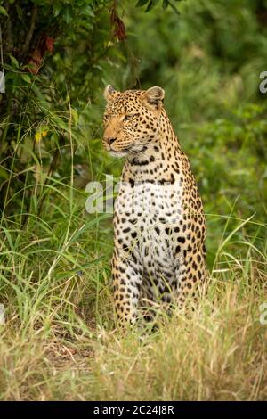 Leopard est assis à gauche dans l'herbe haute Banque D'Images