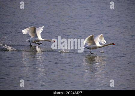 Chasse sauvage parmi les cygnes Banque D'Images