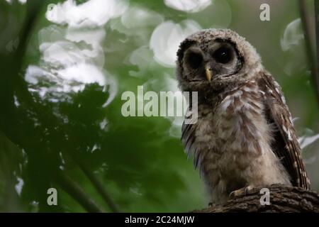 Hibou interdit pour enfant qui regarde au loin Banque D'Images