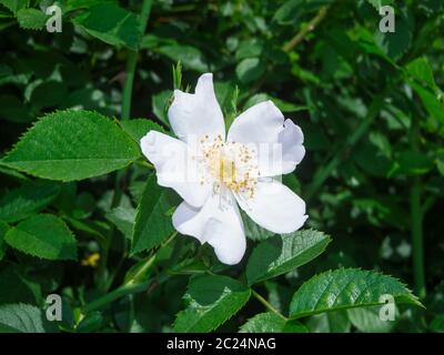 Gros plan d'une rose castor blanc devant des feuilles vertes fraîches de fond. Banque D'Images