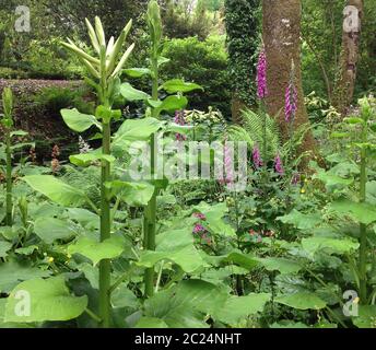 Lys himalayens (Cardiocrinum giganteum) et renards dans les bois des jardins Aberglasney Banque D'Images