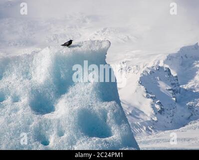 Un corbeau noir sur un floe en Islande. Photo à partir de mars Banque D'Images