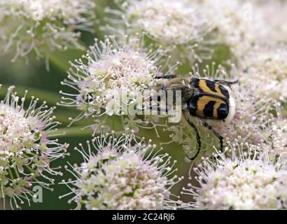 Trichius fasciatus, coléoptère en forme de broussailles, originaire de la vallée de Hollersbach, à Pinzgau Banque D'Images