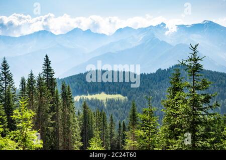 Alpages et sapins en Autriche, Alpes Banque D'Images