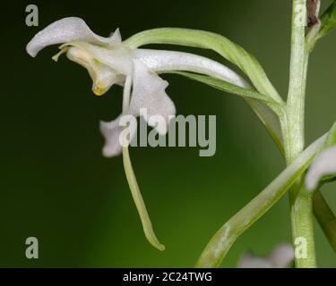 Orchid papillon grand - Platanthera chlorantha gros plan de fleur sur fond de forêt sombre Banque D'Images