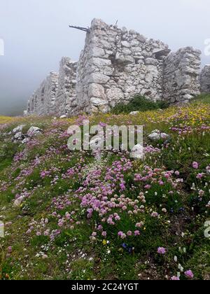 Ruine sur Hochobir avec beaucoup d'alp-rose de mer Banque D'Images
