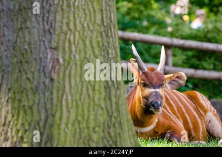 L'antilope Bongo au zoo de Prague, nettoyer jour derrière l'arbre Banque D'Images