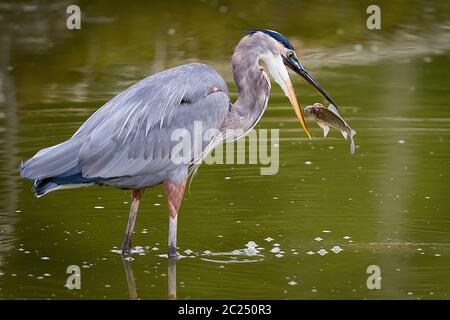 Grand héron bleu, Hérodias d'Ardea pêtant un poisson Banque D'Images