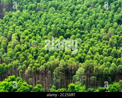 Plantation d'eucalyptus au Brésil - l'agriculture de papier de cellulose - vue de drone birdseye Banque D'Images