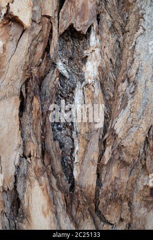 Motif abstrait nature. Arrière-plan de l'écorce.motif de l'écorce de l'arbre. Surface en bois naturel pour fond de thème texturé rugueux foncé.texture d'écorce rustique d'arbre.Déc Banque D'Images