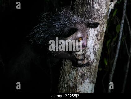 Portrait nocturne de Daubentonia madagascariensis aka Aye-Aye lemur, région d'Atsinanana, Madagascar Banque D'Images