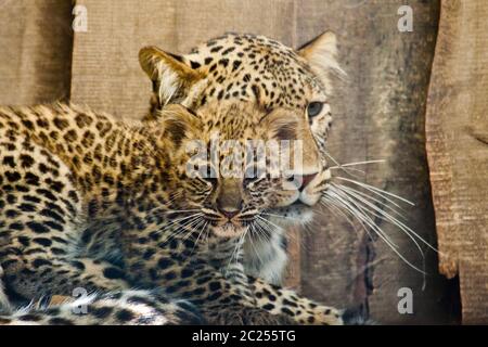 Léopard perse (Panthera pardus ciscaucasica) Banque D'Images