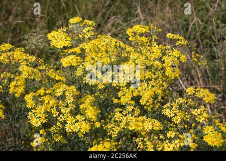 Jakobs-Kreuzkraut Jakobs-Greiskraut oder (Senecio jacobaea), Cadzand, Zélande, Pays-Bas Banque D'Images