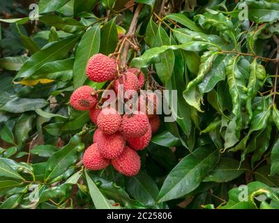 Mûre fruits de Lychee sur arbre prêt à cueillir Banque D'Images