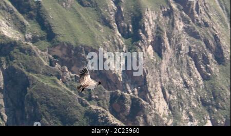 Condors au-dessus du canyon de Colca à Condor Cross ou Cruz Del Condor point de vue, Chivay, Pérou Banque D'Images