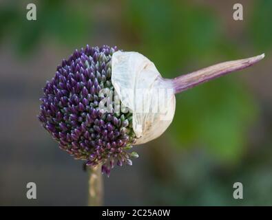 Allium 'batteur de summer' sort de Bud Banque D'Images