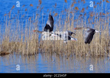 Les oies des graylags en vol au printemps Banque D'Images