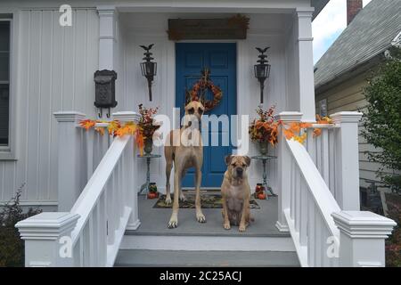 Deux chiens de race debout sur le porche de la maison il n'y attendant d'aller sur masters il y longue marche Banque D'Images