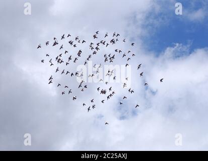 un troupeau de pigeons encerclants, étroitement groupés, volant sous des nuages blancs lumineux et un ciel bleu Banque D'Images