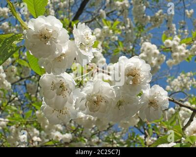 gros plan sur les cerisiers en fleurs blancs et brillants en avril avec de nouvelles feuilles vert vif et un ciel bleu de printemps Banque D'Images