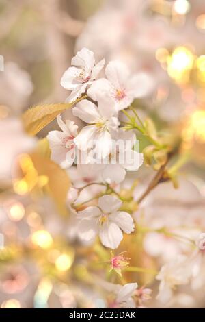 Close-up sur blanc somei yoshino cherry blossom avec bokeh pâle effet d'objectif d'inclinaison dans le parc Asukayama Kita dans le district de Tokyo, Japon. Le parc a été c Banque D'Images