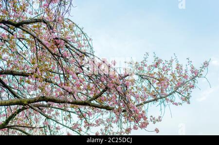 Les cerisiers en fleur de cerisier pleureur du parc Asukayama à Tokyo, Japon. Banque D'Images