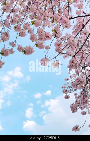 Les cerisiers en fleur de cerisier pleureur du parc Asukayama à Tokyo, Japon. Banque D'Images