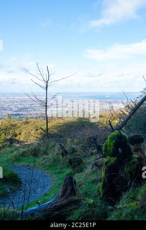 Vue imprenable sur la ville et le port de Dublin depuis Ticknock, 3rock, Wicklow. Plantes géantes et forestières en premier plan pendant un temps calme Banque D'Images