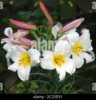 Lilium regale Banque D'Images