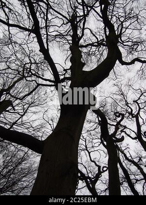 arbres d'hiver noirs torsadés contre un ciel gris Banque D'Images