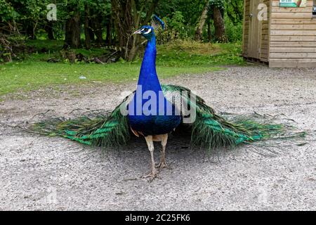 Peafhibou indien, parc animalier de Fota, Cork, Irlande Banque D'Images