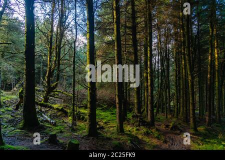 Forêt idyllique irlandaise avec ses arbres, mousses, cônes et plantes. Piste cyclable de Montain entre les essais. Conditions humides au printemps. Sélectif Banque D'Images